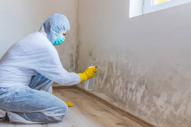 Professional mold removal team in Baldwin